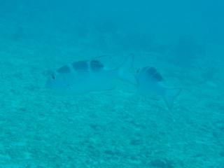 P8170121.jpg