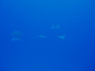 PA251955-s.jpg