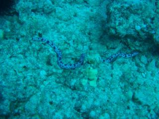 CIMG0482-s.jpg