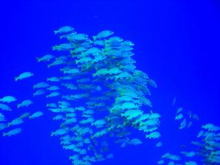 CIMG0665-s.jpg