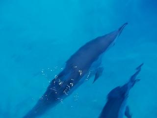 PB150009-s.jpg