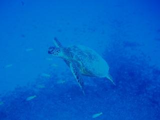 PB290013-s.jpg