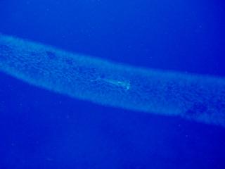 PB290029-s.jpg