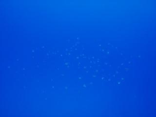 dc010298ss-.jpg