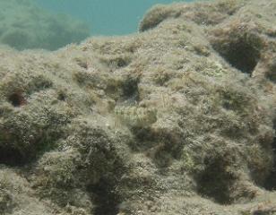 dc052745ss-.jpg