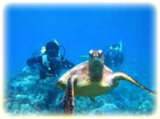 ハワイでダイビング！ ハワイでダイビングするならZXDIVING