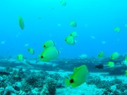 ハワイダイビング ハワイでダイビングするならZXDIVING *PADI