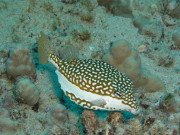 ハワイダイビング ハワイでダイビングするならZXDIVING *PADI